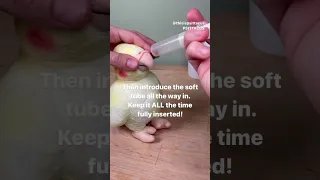 How to hand feed a baby bird parrot with a soft tube and syringe #shorts