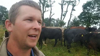 Cull Cow Evaluation