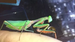 My Freshly Moulted Female Hierodula Majuscula, Giant Rain Forest Mantis.