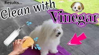 Dog Clean Routine, WHITE DOG, VINEGAR, Coton de tulear I Lorentix