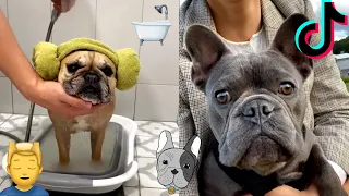 FRENCHBULLDOG VIDEO🐕 DOG OF TIKTOK🥰 CUTE FRENCHBULLDOG❤️FRENCHBULLDOG COMPILATIONS 🔥 TIKTOK TRENDS