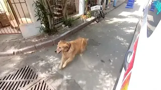 Dog Chases Ambulance Carrying Its Owner to Hospital