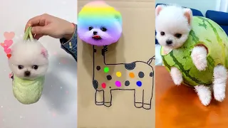 Tik Tok Chó Phốc Sóc Mini 😍 Funny and Cute Pomeranian #227