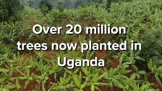 20 million trees planted in Uganda by Welsh scheme