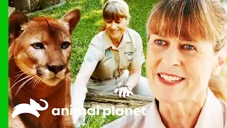 Terri Irwin's Best Moments From Season 2! | Crikey! It's The Irwins