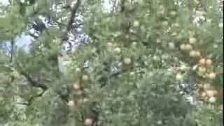 LEH LADAKH, INDIA, APPLES AT MANALI, VIDEO BY PRASHANT OAK, NAGPUR