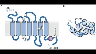 Понятие о рецепторах, сопряжённых с G-белком
