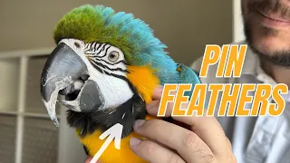 Helping Parrot With Pin Feathers