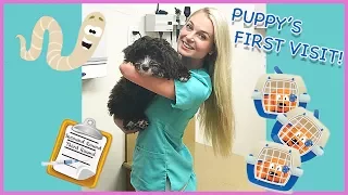 Puppy's First Vet Visit | What to Expect