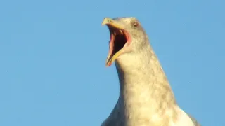 Seagull Screaming - Amazing Seagull Sounds