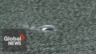 Stranded baby orca rescue attempt off BC coast "close but unsuccessful"