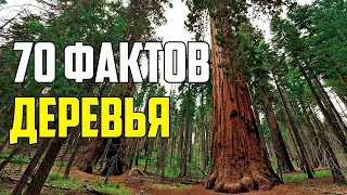 70 ИНТЕРЕСНЫХ ФАКТОВ О ДЕРЕВЬЯХ