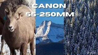Canon EF-S 55-250mm | Forest, Mountains & Wildlife | Canon M50 Photo Walk