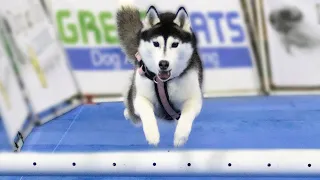 My Husky Learned to FLY at the Novi Pet Expo