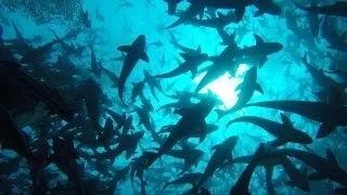 Onward: Visit the World's Largest Open-Ocean Fish Farm | National Geographic