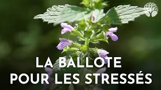 La ballote noire, la plante no-stress !