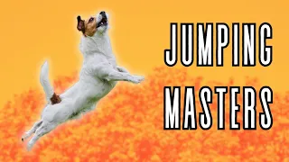 High-Flying Canines: Top 10 Breeds with Impressive Jumping Skills
