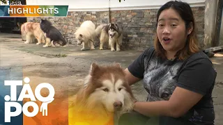 'Tao Po': Dating OFW, matagumpay na husky breeder na ngayon