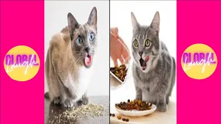 Dogs And Cats Reaction To Food |  Funny Animal Reaction #1