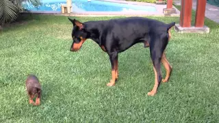Precious puppy challenges larger Doberman dog