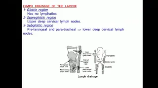 15 Anatomy and physiology of larynx