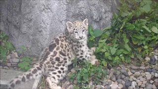 旭山動物園 ユキヒョウ（ジーマと赤ちゃん）赤ちゃん登場！