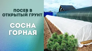 Посеяли горную сосну в открытый грунт|Мугус. Пумилио. Отказались от посева в кассеты.