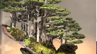 Bonsai - Amazing world of Masahiko Kimura at Omiya Bonsai Museum