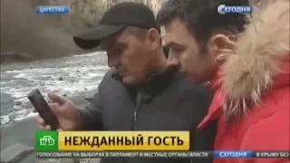 Леопард в Дагестане.........