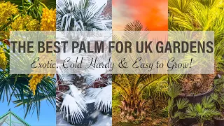The Best Palm for UK Exotic or Tropical Style Gardens? Trachycarpus wagnerianus or Jubaea chilensis?