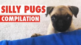 Silly Pugs || Funny Puppy Compilation