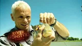 Accidentally Hooking A Piranha | PIRANHA | River Monsters