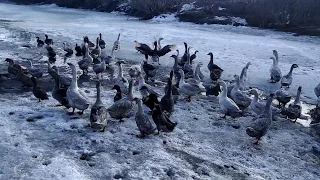 Гуси на первом выгуле после зимы. Лпх дом велеса. Жизнь за городом