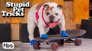 This Bulldog Taught Herself How To Skateboard (Clip) | Stupid Pet Tricks | TBS