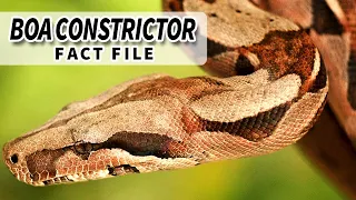 Boa Constrictor Facts: the Red Tailed Boa facts 🐍 | Animal Fact Files