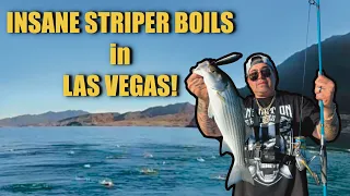 Insane Striper Boils Fishing Las Vegas Lake Mead