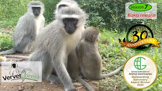 Baby orphan monkeys return home with foster monkey moms