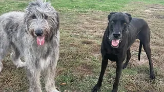 Irish Wolfhound VS Great Danes