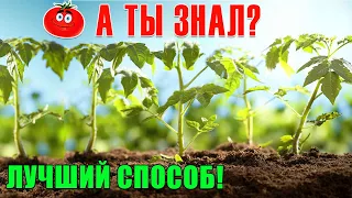 Посадка ПОМИДОР в открытый грунт!!! 🍅