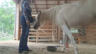 Building Confidence and Teaching Handling Skills with a Beautiful Pony at Liberty