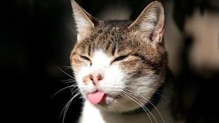 New Funny cats Compilation 2015 all around the world - Funniest Cat Videos Ever Part 1