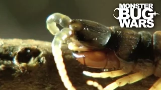 Desert Centipede Vs Trapdoor Spider | MONSTER BUG WARS