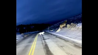 Yellowstone Wolf Pack Chases Elk Across Road, Captures It In Amazing Video