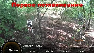 Щенки гончей голос в 4 месяца полаз и первое потявкивание  2