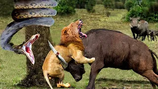 Terrifying Battle Of Lion And Buffalo - Python Suddenly Appears Make The Battle More Dramatic