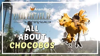 FFXV Comrades - All About Chocobos / Unlock, Catch and Raising Guide