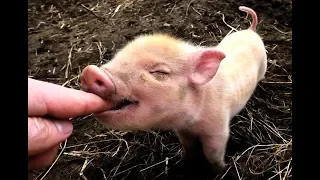 PIGLETS at Footprints Animal Sanctuary!