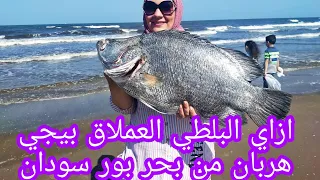 اكبر سمكه بلطي (الشبار) من بحر مالح طريقه سلخها وتنضيفها ولقينا بطروخ عريض سبحان الله