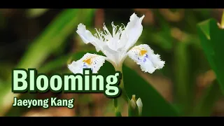 Blooming - Jaeyong Kang (Original)