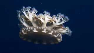 Facts: The Upside-Down Jellyfish